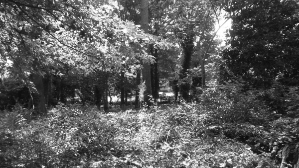 A black and white photograph of the cemetery covered in weeds with gravestones barely visible.